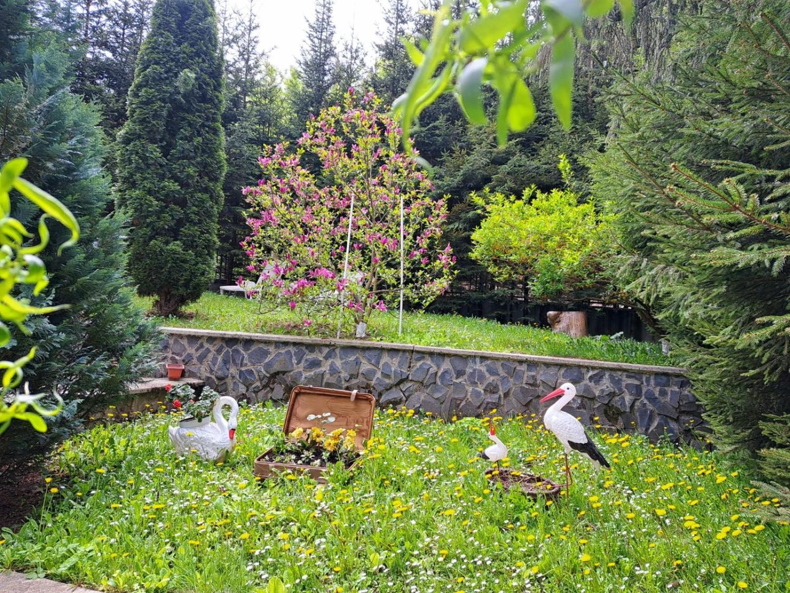 Pensiunea Colina โปยานาบราซอฟ ภายนอก รูปภาพ